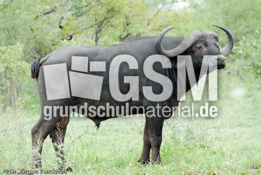 Afrikanischer Büffel (101 von 102).jpg